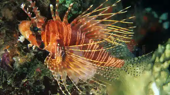 Mombasa Lionfish